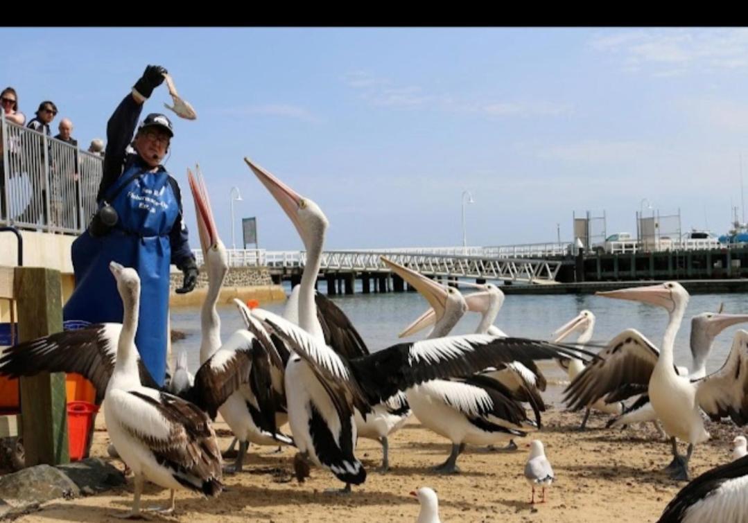 Relax In San Remo Pets Welcome Exterior foto